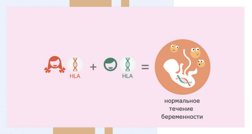 HLA типирование