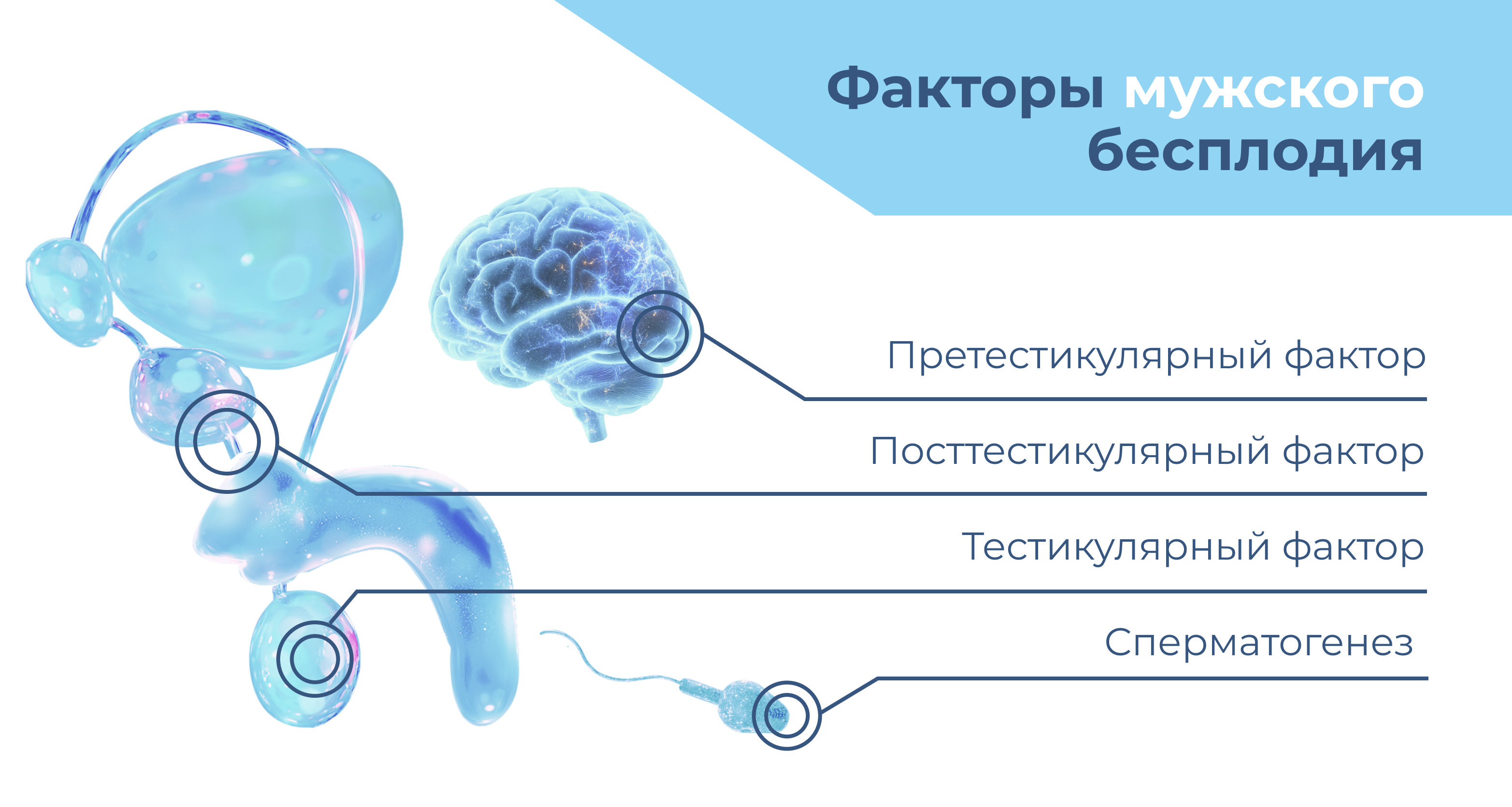 Основные причины бесплодия в парах - Изображение №2