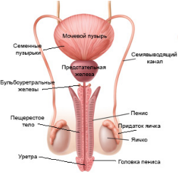 Схема органов и компонентов семенной плазмы
