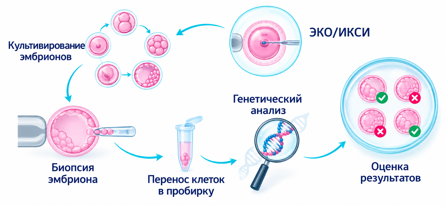 Культивирование эмбрионов, биопсия и генетический анализ