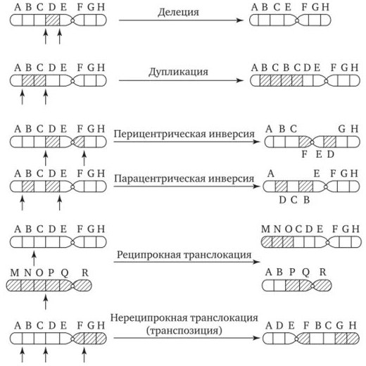 Упрощенные схемы хромосомных мутаций: делеция, дупликация, инверсия, транслокация