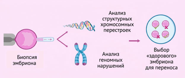 Биопсия трофэктодермы, анализ хромосомных мутаций и выбор здорового эмбриона