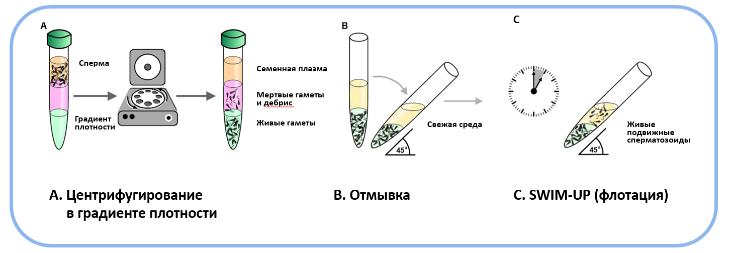 Центрифугирование в градиенте плотности, отмывка и флотация сперматозоидов