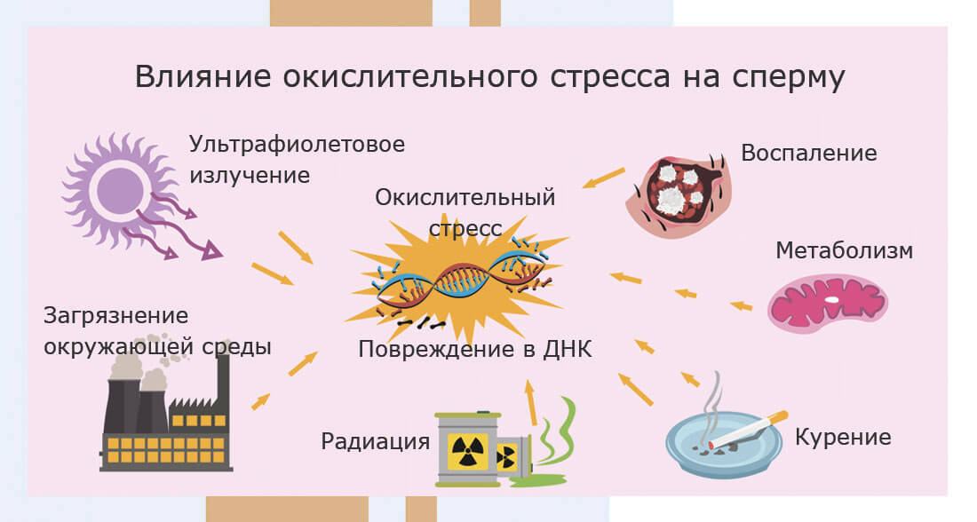 Активные формы кислорода и сперматозоиды