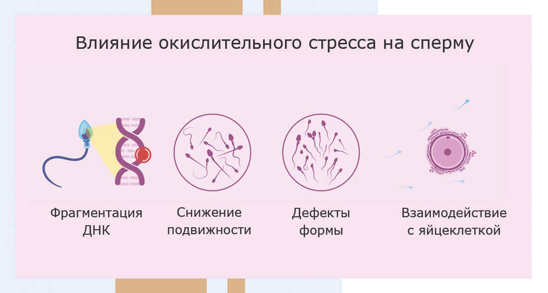 Повреждение сперматозоидов при оксидативном стрессе