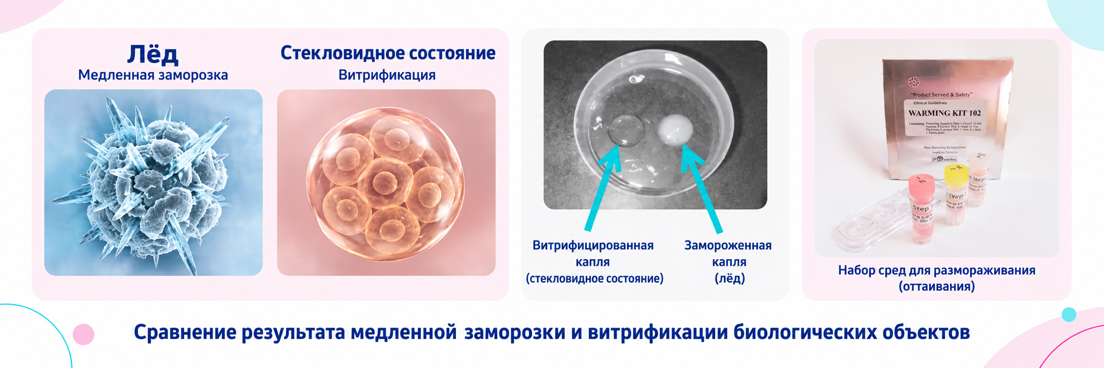 Сравнение результата медленной заморозки и витрификации биологических объектов